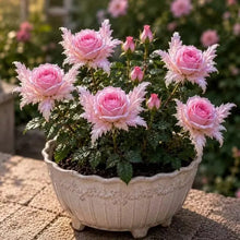 Load image into Gallery viewer, 🌹Discover the Magic of Angel Wing Roses – Unique Petals, Endless Blooms