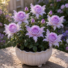 Load image into Gallery viewer, 🌹Discover the Magic of Angel Wing Roses – Unique Petals, Endless Blooms