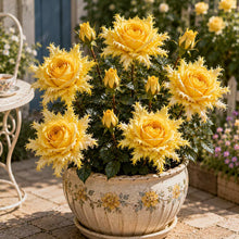 Load image into Gallery viewer, 🌹Discover the Magic of Angel Wing Roses – Unique Petals, Endless Blooms