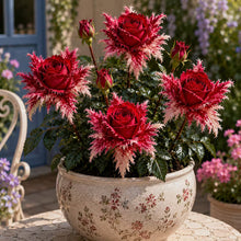 Load image into Gallery viewer, 🌹Discover the Magic of Angel Wing Roses – Unique Petals, Endless Blooms