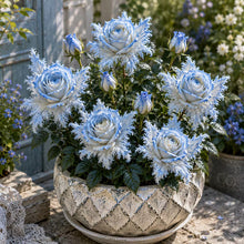 Load image into Gallery viewer, 🌹Discover the Magic of Angel Wing Roses – Unique Petals, Endless Blooms