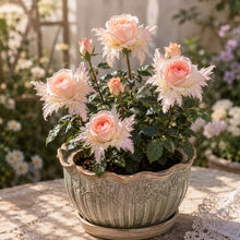 Load image into Gallery viewer, 🌹Discover the Magic of Angel Wing Roses – Unique Petals, Endless Blooms