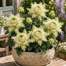 Load image into Gallery viewer, 🌹Discover the Magic of Angel Wing Roses – Unique Petals, Endless Blooms