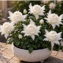 Load image into Gallery viewer, 🌹Discover the Magic of Angel Wing Roses – Unique Petals, Endless Blooms
