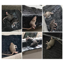 Load image into Gallery viewer, Heavy Sticky Indoor Mouse Trap pad